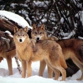 Avvistato un branco di 7 lupi sul Beigua
