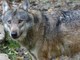 Rinviato il piano d’azione per la conservazione del lupo. Legambiente &quot;Serve di più&quot;