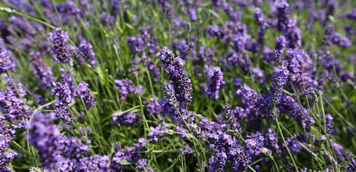 Pietra Ligure aderisce al progetto "Lavanda della Riviera dei Fiori"