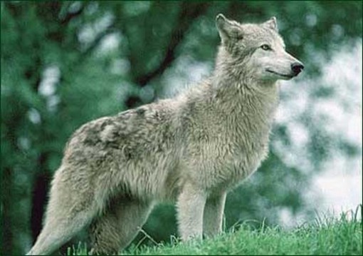 Il PalaLupo Tour arriva a Sassello: due giorni nel Beigua per conoscere il lupo