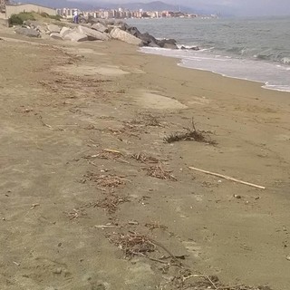 Savona, un'ordinanza del sindaco autorizza la bruciatura del materiale ligneo depositato sull'arenile della città