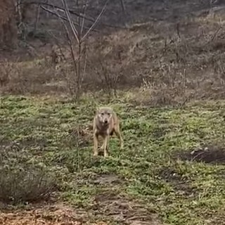 Lupo catturato a Genova transita nella zona di Sassello e Albisola. Orsi (Coldiretti): "Vedremo nei prossimi giorni se si stabilizza in queste aree o va altrove" Lupo catturato a Genova transita nella zona di Sassello e Albisola. Orsi (Coldiretti): "Vedremo nei prossimi giorni se si stabilizza in queste aree o va altrove"