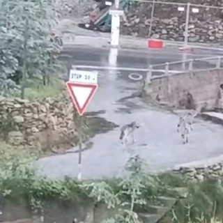 Branco di lupi a Tovo San Giacomo nella zona di Cà di Giurni (VIDEO) Branco di lupi a Tovo San Giacomo nella zona di Cà di Giurni (VIDEO)