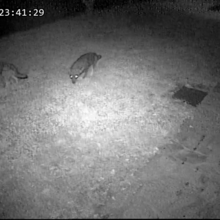 I lupi immortalati dalla videocamera di sorveglianza