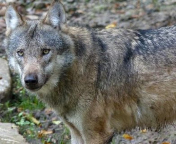 "Troppi lupi nell'entroterra, SI all'abbattimento selettivo" Giovanni De Paoli Lega Nord