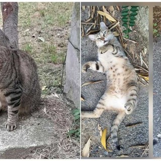 Savona, Micia e Claretta, le due gatte "condominiali" scomparse nel quartiere: l’appello dei residenti per trovarle