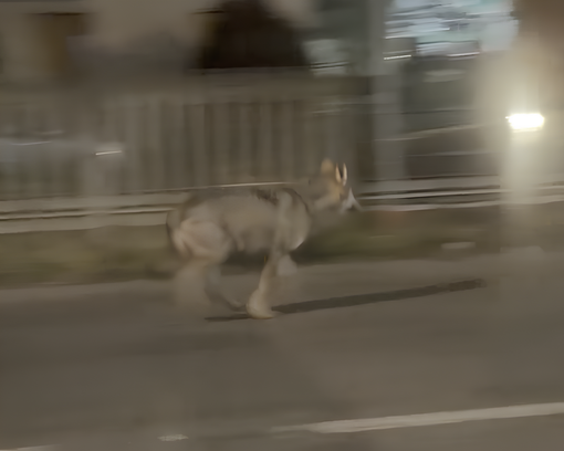 Cairo, lupo avvistato vicino alle case in Corso Guglielmo Marconi: il video diventa virale