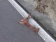 Celle, Stella e Varazze, avvistati branchi di lupi Celle, Stella e Varazze, avvistati branchi di lupi