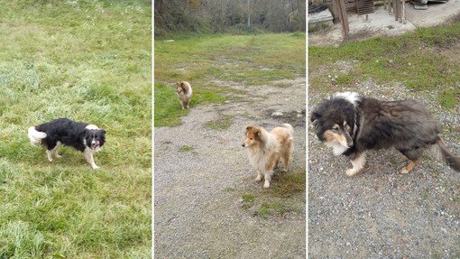 Stop a noia e sedentarietà per il tuo cane: da Varazze ad Andora c’è Luca il Dog Sitter Stop a noia e sedentarietà per il tuo cane: da Varazze ad Andora c’è Luca il Dog Sitter