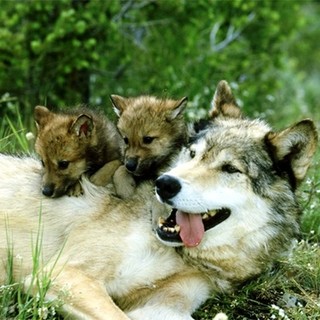 Museo “S. Lai” di Ceriale, il 17 agosto un evento dedicato ad uno splendido animale: il lupo