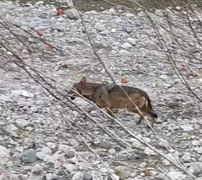 Santuario, un lupo ripreso nel greto del Letimbro, mentre i fedeli aspettano l'arrivo della processione Santuario, un lupo ripreso nel greto del Letimbro, mentre i fedeli aspettano l'arrivo della processione