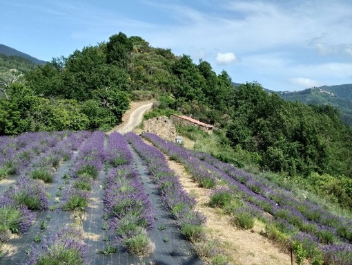 Domenica 11 agosto ritorna la Festa della Lavanda a Pigna