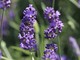 La Lavanda della Riviera dei Fiori sarà presente con i suoi prodotti La Lavanda della Riviera dei Fiori sarà presente con i suoi prodotti