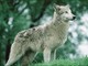 Emergenza lupi in Val Bormida, preoccupazione tra gli allevatori