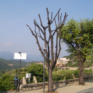 Attacco ai lecci. Come viene trattata questa pianta nel Finalese e l'esempio di Pontremoli