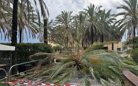 Loano, dopo il crollo di una palma la minoranza attacca: "La prevenzione non può essere sempre sostituita dall'emergenza"