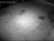 I lupi immortalati dalla videocamera di sorveglianza