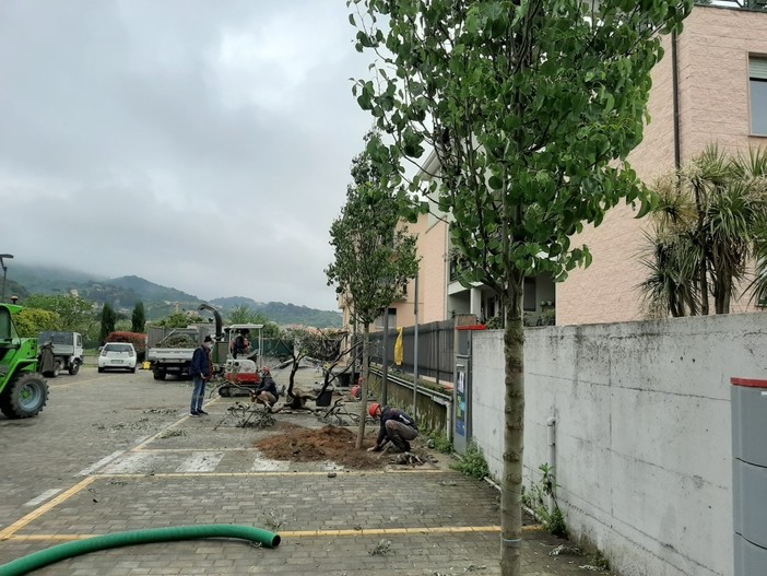 Albissola, partiti i lavori di riqualificazione del verde nel parcheggio di via Pergolesi Albissola, partiti i lavori di riqualificazione del verde nel parcheggio di via Pergolesi