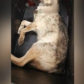 Travolto e ucciso da un’auto un lupo a Ortovero: l’incidente lungo via Tenaigo