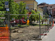 Dego, polemica sui social per l’abbattimento di alcuni alberi in piazza Botta Dego, polemica sui social per l’abbattimento di alcuni alberi in piazza Botta