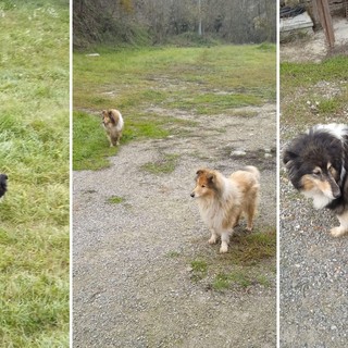 Stop a noia e sedentarietà per il tuo cane: da Varazze ad Andora c’è Luca il Dog Sitter