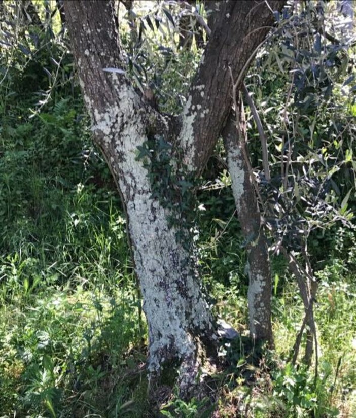 Rete Savonese Fermiamo il Carbone: "Intorno a Vado Ligure 'rifioriscono' i licheni" Rete Savonese Fermiamo il Carbone: "Intorno a Vado Ligure 'rifioriscono' i licheni"