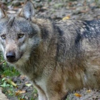 Politici contro l'abbattimento dei lupi, M5S e PD in piazza