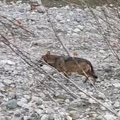 Santuario, un lupo ripreso nel greto del Letimbro, mentre i fedeli aspettano l'arrivo della processione