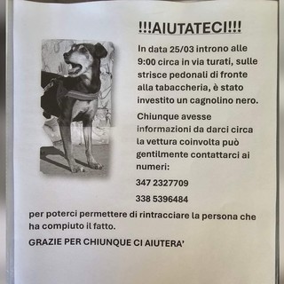 Cane investito da un'auto ad Albisola, i proprietari cercano testimoni