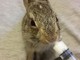 Due cuccioli di lepre soccorsi in Valbormida