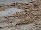 Loano: sì alla raccolta di legna sulle spiagge purché senza fini di lucro Loano: sì alla raccolta di legna sulle spiagge purché senza fini di lucro