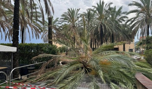 Loano, dopo il crollo di una palma la minoranza attacca: "La prevenzione non può essere sempre sostituita dall'emergenza" Loano, dopo il crollo di una palma la minoranza attacca: "La prevenzione non può essere sempre sostituita dall'emergenza"