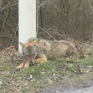 Caccia al Lupo in Liguria? Grillini all'attacco: "Ricordiamo che la fauna è patrimonio indisponibile dello Stato"