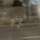 Cairo, lupo avvistato vicino alle case in Corso Guglielmo Marconi: il video diventa virale