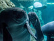 All'Acquario di Genova è nata una piccola "sirena"
