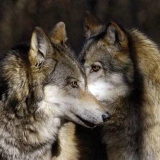 Cisano, trovano capriolo smembrato a soli 100 metri dalle abitazioni