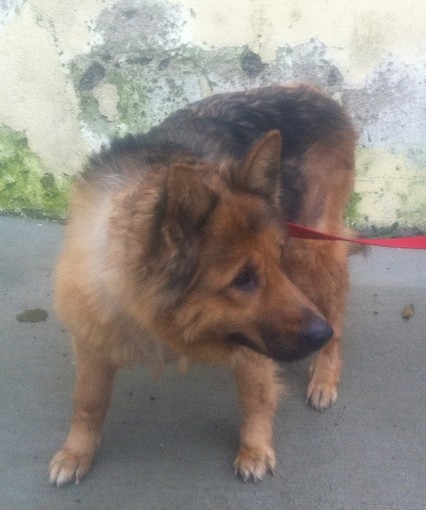 Lilly, pastore tedesco di dieci anni cerca casa