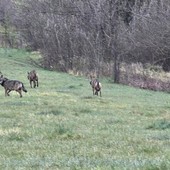 Foto realizzate e concesse da Giancarlo Pregliasco