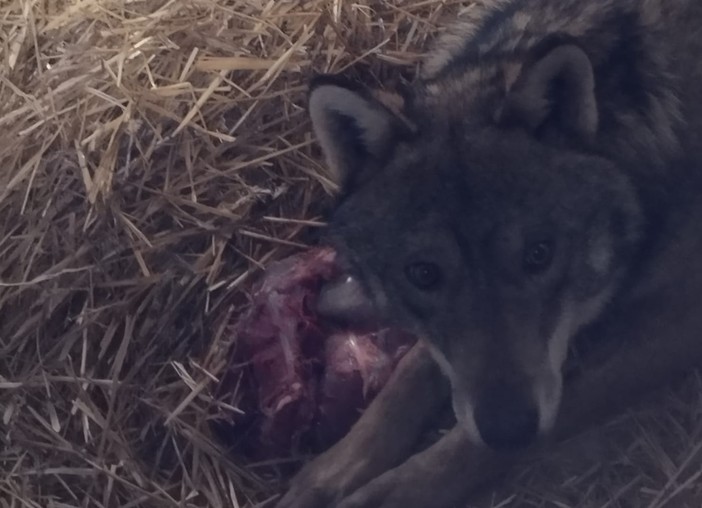 Elwood tornerà a correre nei suoi boschi, Enpa Savona: "Risponde bene alla degenza" Elwood tornerà a correre nei suoi boschi, Enpa Savona: "Risponde bene alla degenza"