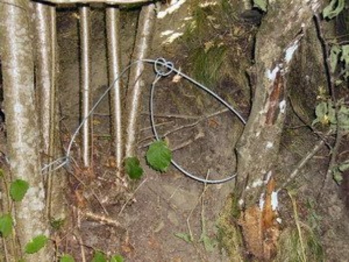 immagine di repertorio