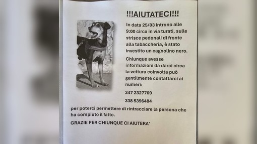 Cane investito da un'auto ad Albisola, i proprietari cercano testimoni