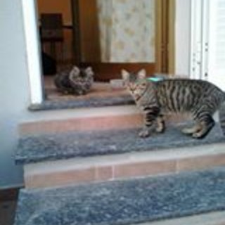 Savona: smarrita gattina tigrata in Via Crispi