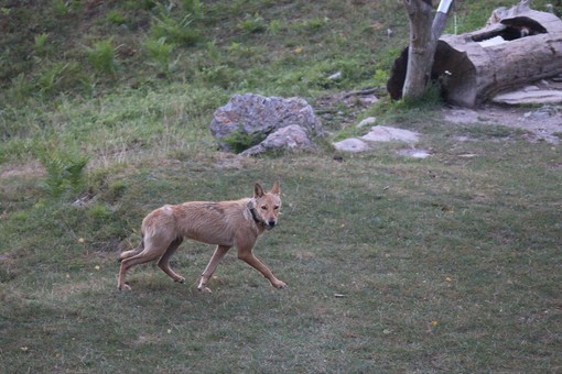 Trovata morta in Val Bormida "Luce", la lupa-ibrida osservata con il gps