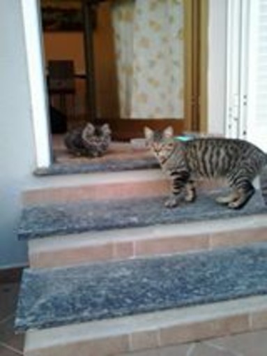 Savona: smarrita gattina tigrata in Via Crispi