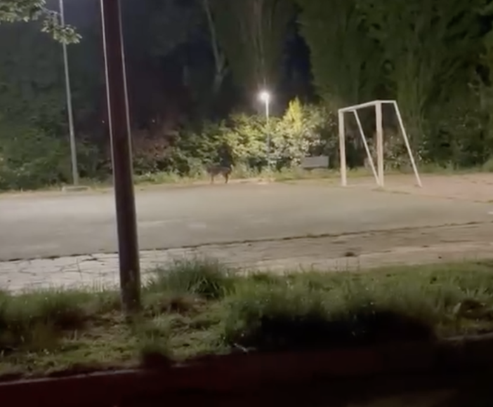 Lupo avvistato a pochi passi dal centro di Carcare (VIDEO)