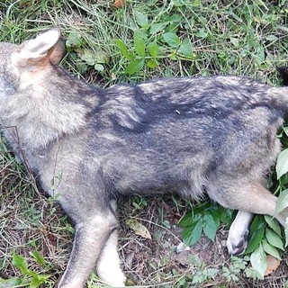 Pallare, giovane lupo investito e ucciso sulla Sp 15