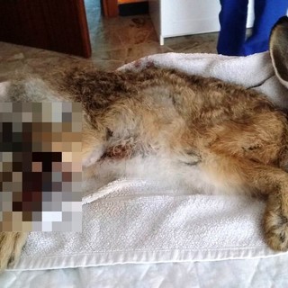 Cairo: l'Enpa soccorre una lepre gravemente ferita, ma l'animale muore poco dopo