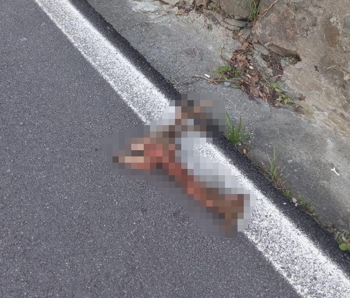 Celle, Stella e Varazze, avvistati branchi di lupi