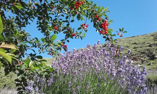 Lavanda angustifolia Imperia®, avviato il mandato per il percorso di richiesta del marchio IGP