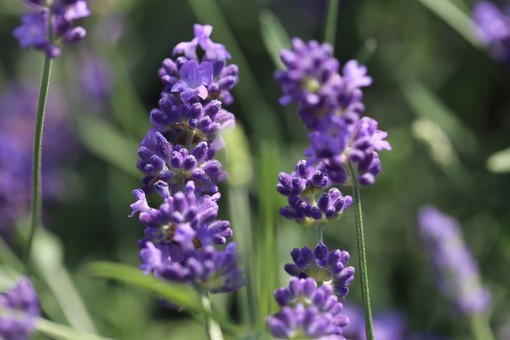 La Lavanda della Riviera dei Fiori sarà presente con i suoi prodotti